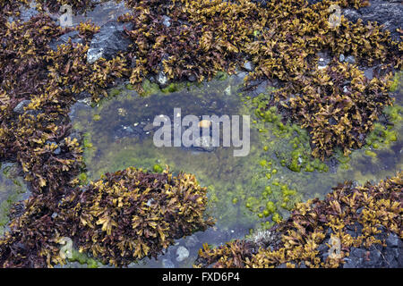 Les mauvaises herbes et Rock tide Terrace, piscine Plage, Ucluelet (Colombie-Britannique), Canada Banque D'Images