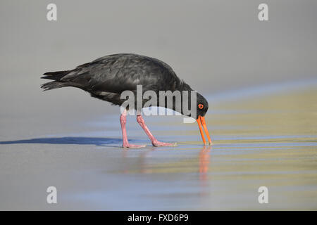 Huîtrier pie - Haematopus unicolor variable Banque D'Images