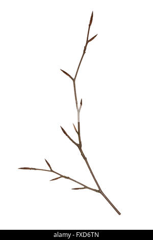 Copper Beech - Fagus sylvatica Atropunicea'' (Purpurea) - winter twig Banque D'Images