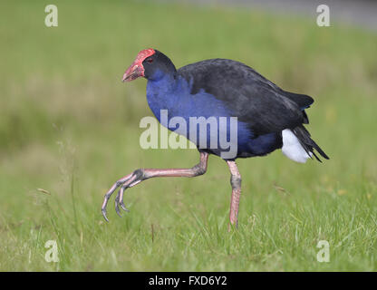 Talève Sultane australasien ou Pukeko - porphyrio melanotus Banque D'Images