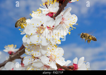 Deux abeilles planant et la collecte du pollen des fleurs de printemps dans l'abricotier Banque D'Images