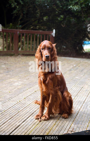 Setter Irlandais rouge Setter / chien dans cadre naturel d'exécution et en jouant avec une balle de tennis Banque D'Images
