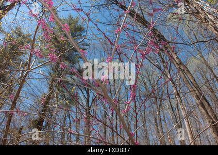 L'Appalachian Redbud, début du printemps dans la forêt du Maryland. Banque D'Images