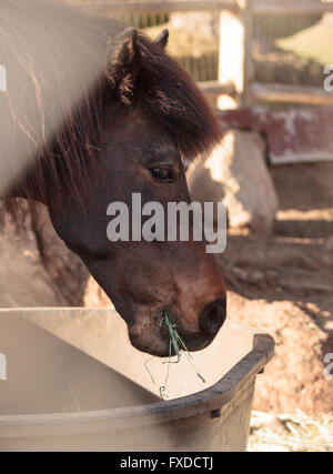 Brown cheval islandais mange le foin à l'extérieur d'une grange dans une ferme de la Californie, aux États-Unis, en été. Banque D'Images