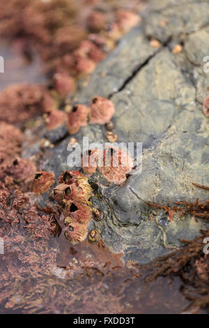 Tetraclita rubescens balane rose s'accroche à un rocher dans la zone intertidale de Laguna Beach, Californie Banque D'Images