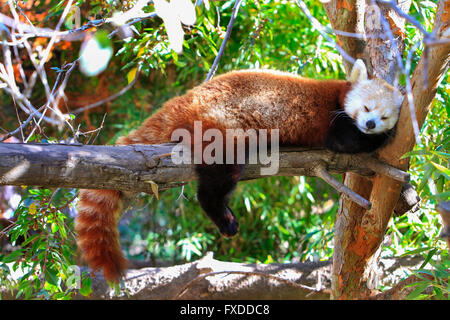 Le petit panda (Ailurus fulgens), également appelé moindre panda, l'ours rouge-chat et chat rouge-bear Banque D'Images