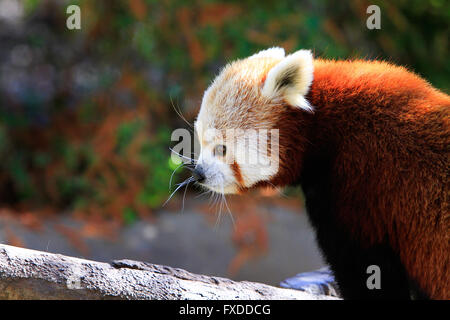 Le petit panda (Ailurus fulgens), également appelé moindre panda, l'ours rouge-chat et chat rouge-bear Banque D'Images