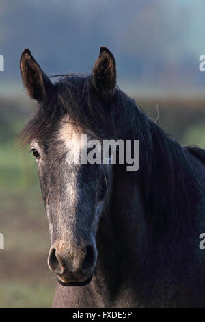 Portrait cheval image montrant la tête seulement Banque D'Images