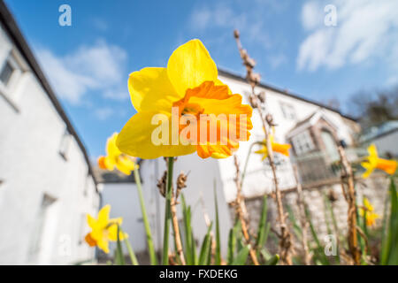 Jonquille (Narcissus) floraison fleurs en face d'une maison blanche sur une journée ensoleillée au printemps. Brecon Beacons, Pays de Galles. Mars Banque D'Images