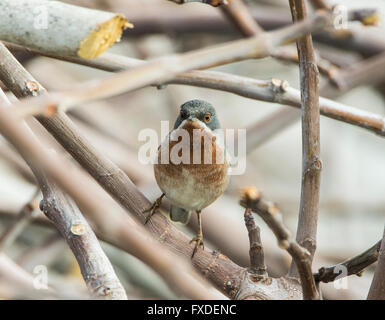 Paruline subalpin mâle race orientale Sylvia albistriata Chypre Banque D'Images