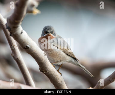 Paruline subalpin mâle race orientale Sylvia albistriata Chypre Banque D'Images