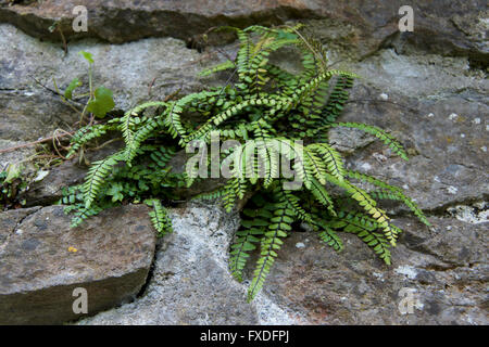 Maidenhair spleenwort - Asplenium trichomanes poussant sur un mur de pierres naturelles Banque D'Images