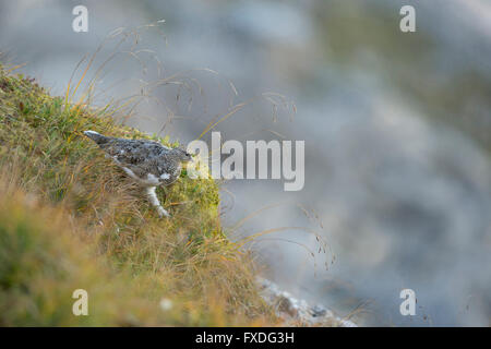 Le Lagopède alpin / Alpenschneehuhn ( Lagopus muta ), des profils en tenue, l'été brun camouflage parfait dans l'habitat naturel. Banque D'Images