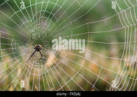 Photo de l'araignée et web dans le matin après la pluie Banque D'Images