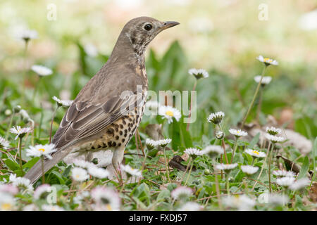 L'mistle thrush (Turdus viscivorus) Banque D'Images