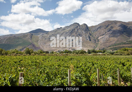 Grand Provence vignes en Franschhoek à Western Cape - Afrique du Sud Banque D'Images