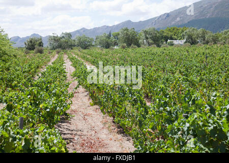 Grand Provence vignes en Franschhoek à Western Cape - Afrique du Sud Banque D'Images