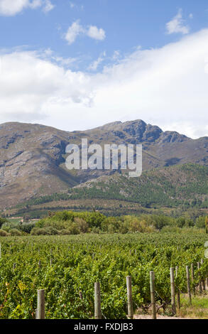 Grand Provence vignes en Franschhoek à Western Cape - Afrique du Sud Banque D'Images