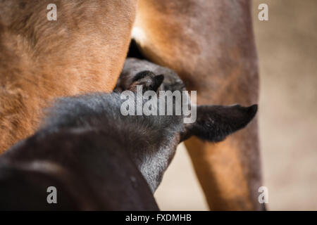 Le jeune poulain de sucer le lait de la mère close up Banque D'Images