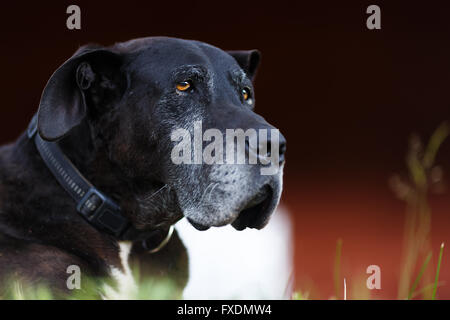 Portrait de vieux chien noir à l'heure d'été Banque D'Images