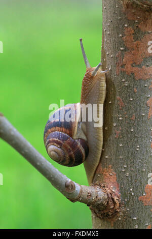 Close up of snail on tree Banque D'Images