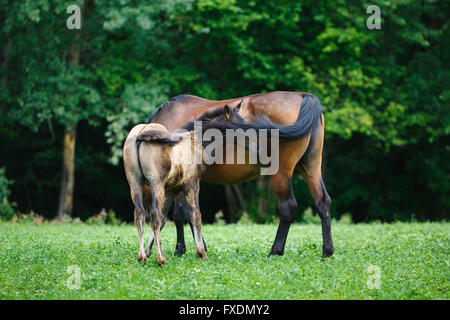 Cheval poulain avec sa mère sur le pré à l'heure d'été Banque D'Images