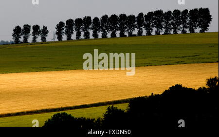 AJAXNETPHOTO. 2015. GRANDCOURT (VERS), FRANCE. - Ligne de crête - à l'EST DU NORD À TRAVERS L'ANCIEN WW1 BATAILLE DE LA SOMME EN PREMIÈRE LIGNE À mi-chemin entre THIEPVAL ET GRANDCOURT . PHOTO:JONATHAN EASTLAND/AJAX REF:D150207 5689 Banque D'Images