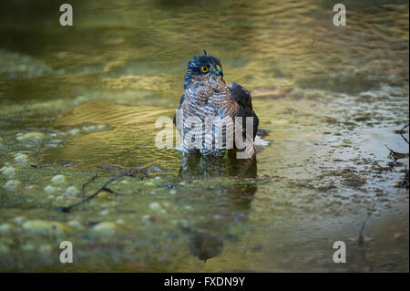 Fauve (Accipiter nisus) Banque D'Images