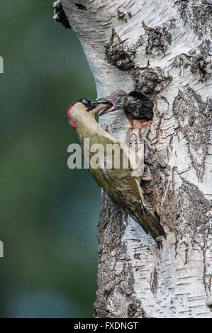 Pic Vert (Picus viridis) les poussins d'alimentation Banque D'Images