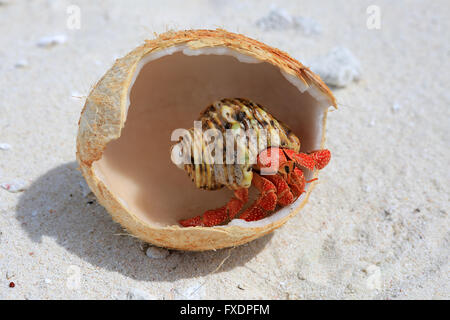 L'ermite de terres aux fraises est de manger les jeunes noix de coco, l'île Christmas, Kiribati Banque D'Images