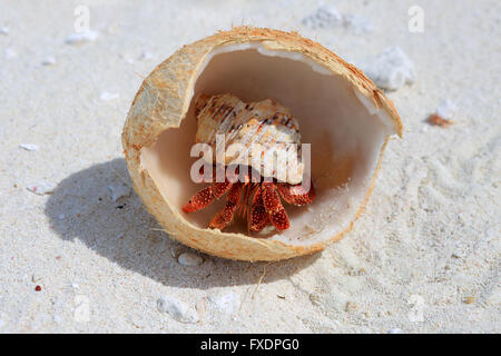 L'ermite de terres aux fraises est de manger les jeunes noix de coco, l'île Christmas, Kiribati Banque D'Images