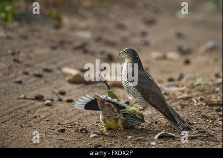 Blanche eurasienne, aussi Sparrow Hawk (Accipiter nisus) attaquer un pigeon vert à pieds jaunes (Treron phoenicoptera) sur un Banque D'Images