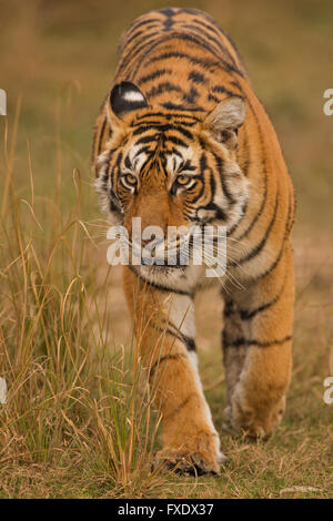 Wild tigre du Bengale ou tigre de l'Inde (Panthera tigris tigris) traque à travers l'herbe sèche, Ranthambhore National Park, le Rajasthan Banque D'Images