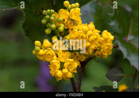 Fleurs jaune d'un raisin de l'Orégon (Mahonia aquifolium), Bavière, Allemagne Banque D'Images