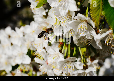 La collecte du pollen d'abeilles à partir de fleurs de cerisiers. La vallée de la rivière Jerte. Cáceres. L'Estrémadure. L'Espagne. L'Europe Banque D'Images