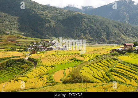 Avis de Lobesa et rizières en terrasses, district de Punakha, Bhoutan Banque D'Images