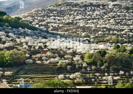 Les fleurs de cerisier cultivé en terrasses. La vallée de la rivière Jerte. Cáceres. L'Estrémadure. L'Espagne. L'Europe Banque D'Images