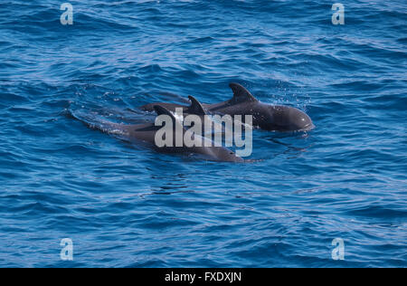 Petit groupe de baleines pilotes (Globicephala), l'Atlantique au large de La Gomera, Îles Canaries, Espagne Banque D'Images