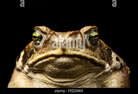 Cane toad (Bufo marinus), portrait, forêt amazonienne, Copalinga, Zamora Province, l'Équateur Banque D'Images