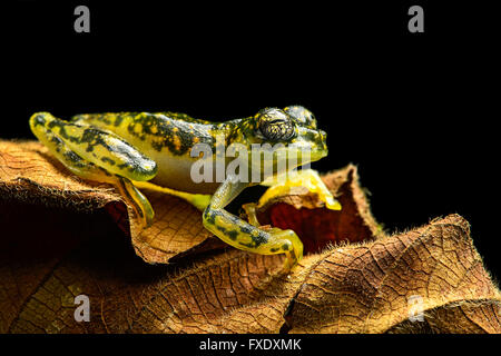 White-Spotted Frog Cochran (Sachatamia albamoculata) assis sur feuille, Choco rainforest, Canande River Nature Reserve, Equateur Banque D'Images