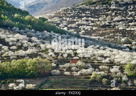 Les fleurs de cerisier cultivé en terrasses. La vallée de la rivière Jerte. Cáceres. L'Estrémadure. L'Espagne. L'Europe Banque D'Images