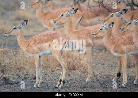 Groupe d'impalas (Aepyceros melampus), debout dans heavy rain, Kruger National Park, Afrique du Sud Banque D'Images