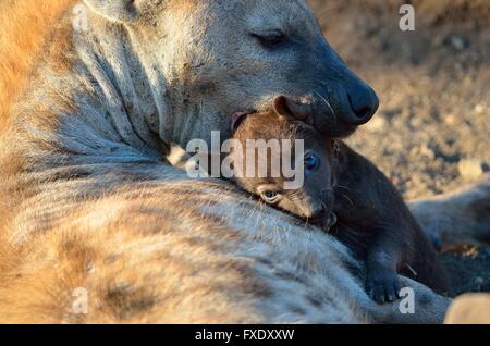 Les Hyènes tachetées (Crocuta crocuta), femelle adulte de son jeune homme dans sa bouche, Kruger National Park, Afrique du Sud Banque D'Images