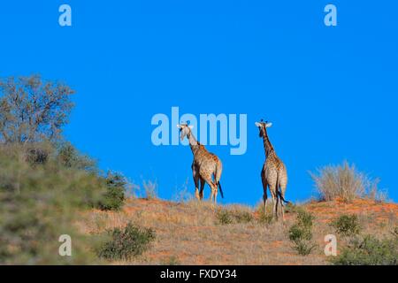 Les Girafes (Giraffa camelopardalis), deux jeunes marche sur le haut de la dune de sable rouge, Kgalagadi Transfrontier National Park Banque D'Images