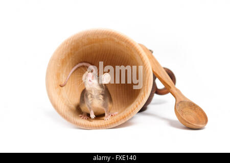 Petite faim de la souris dans un bol en bois, à la recherche d'une nourriture Banque D'Images