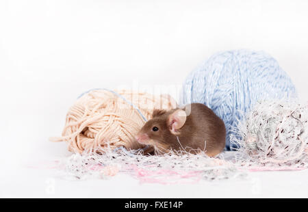 Drôle de souris domestique est caché parmi les écheveaux de fil. Le fil est bleu, beige, rose et duveteux. A la souris wiskers touffue. Souris est fu Banque D'Images