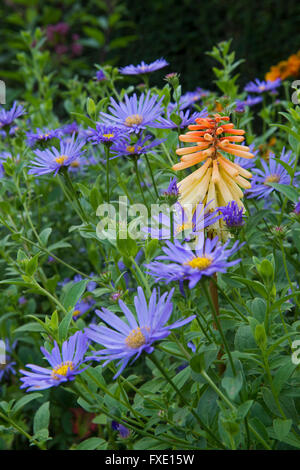 Belle, traditionnelle, paysagée, country garden, West Yorkshire, Angleterre - asters et 1 red-hot poker sur la frontière herbacées en été. Banque D'Images
