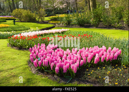 Le Keukenhof est un jardin de fleurs populaires qui est visité par un million de touristes de partout dans le monde. Banque D'Images