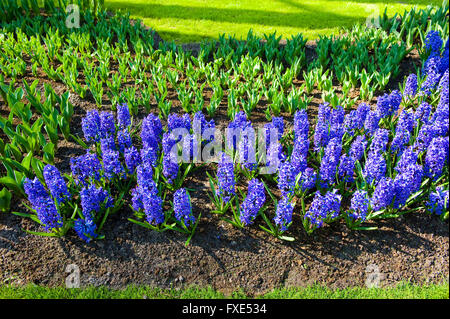 Hyacints croissant dans le Keukenhof. Le Keukenhof est un jardin de fleurs populaires qui est visité par un million de touristes par an. Banque D'Images