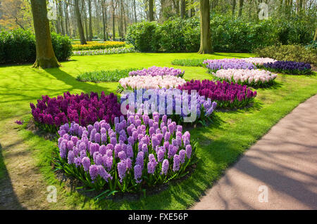 Le Keukenhof est un jardin de fleurs populaires qui est visité par un million de touristes de partout dans le monde. Il est ouvert uniquement pour s Banque D'Images